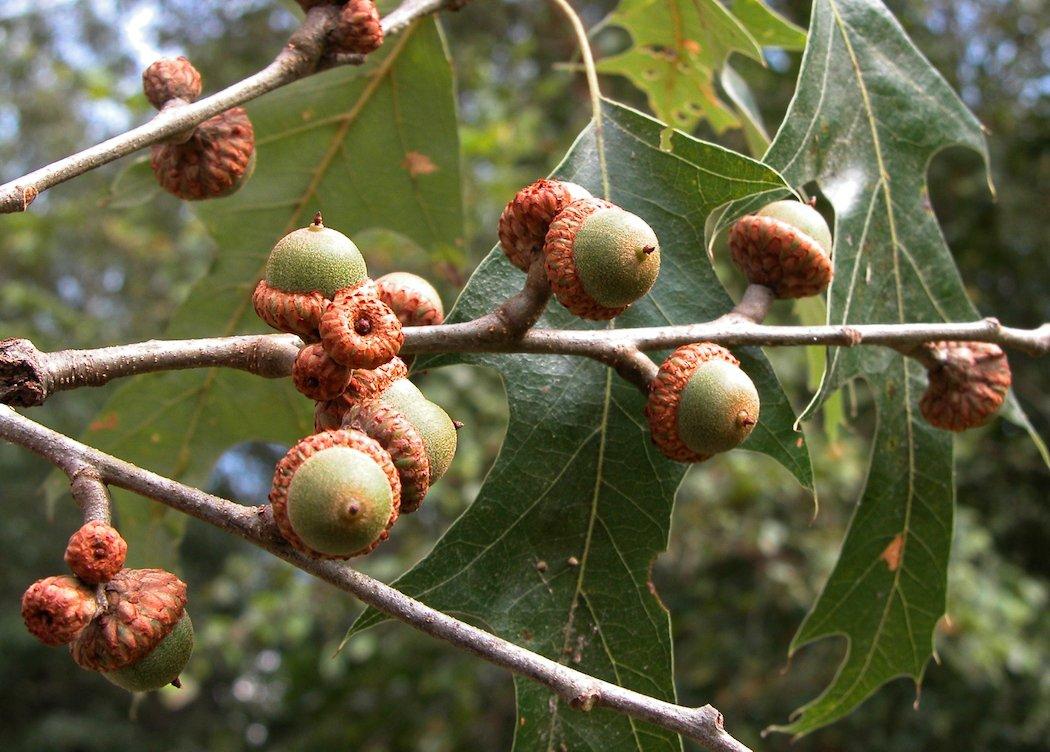 Red Oak acorns. (Tes Jolly photo)