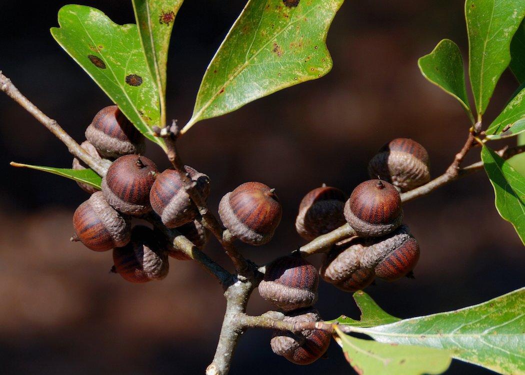 Acorns