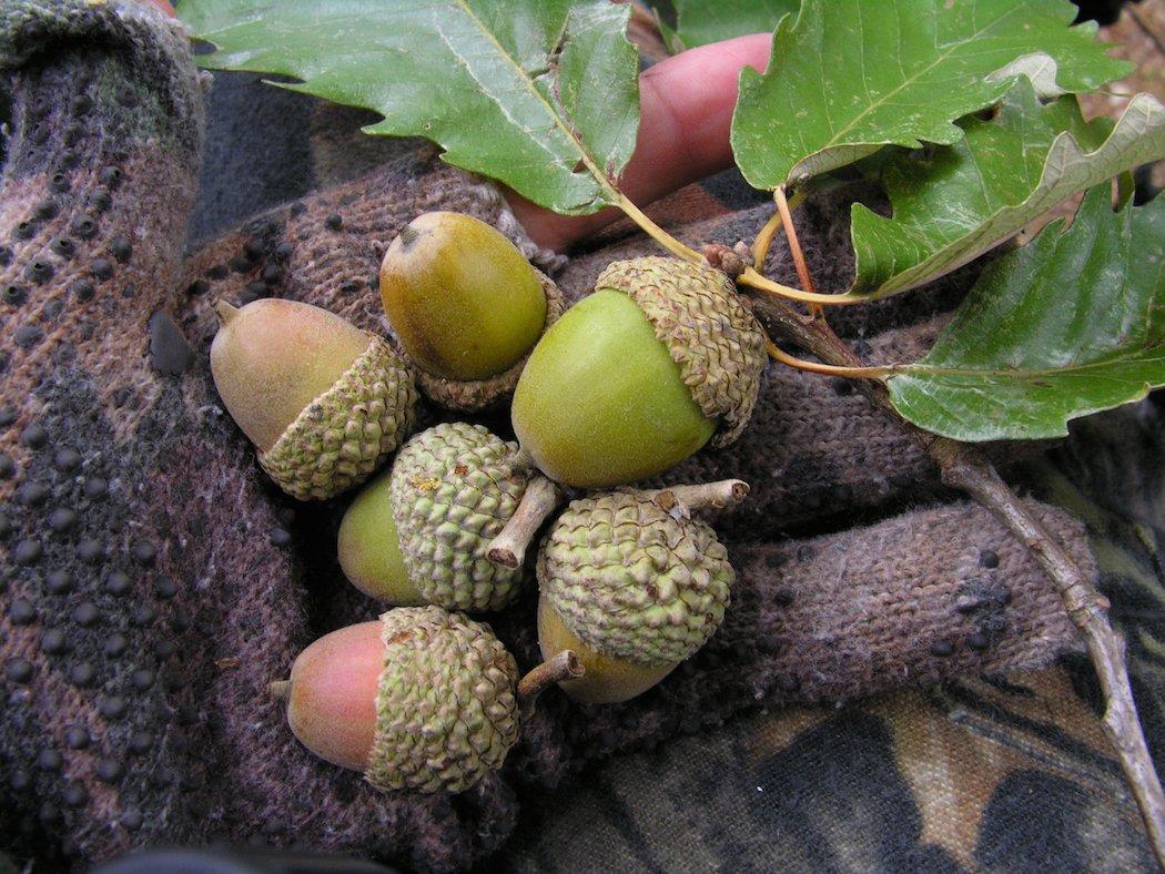 White Oak acorns. (Tes Jolly photo)