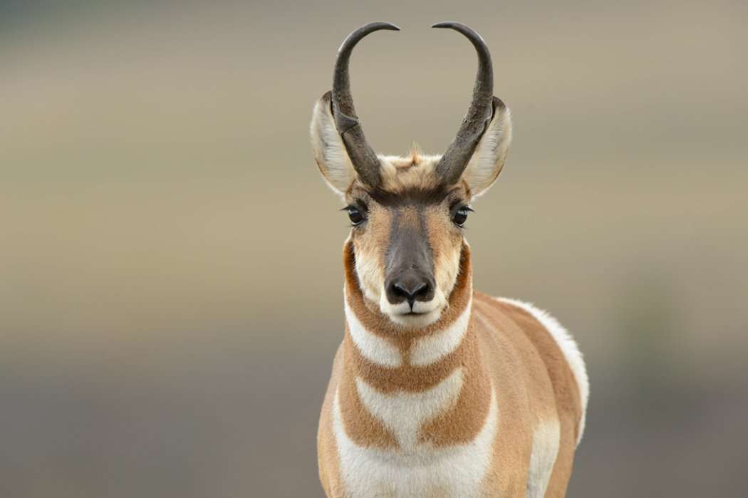 How to Stalk a Pronghorn Antelope - Realtree Camo