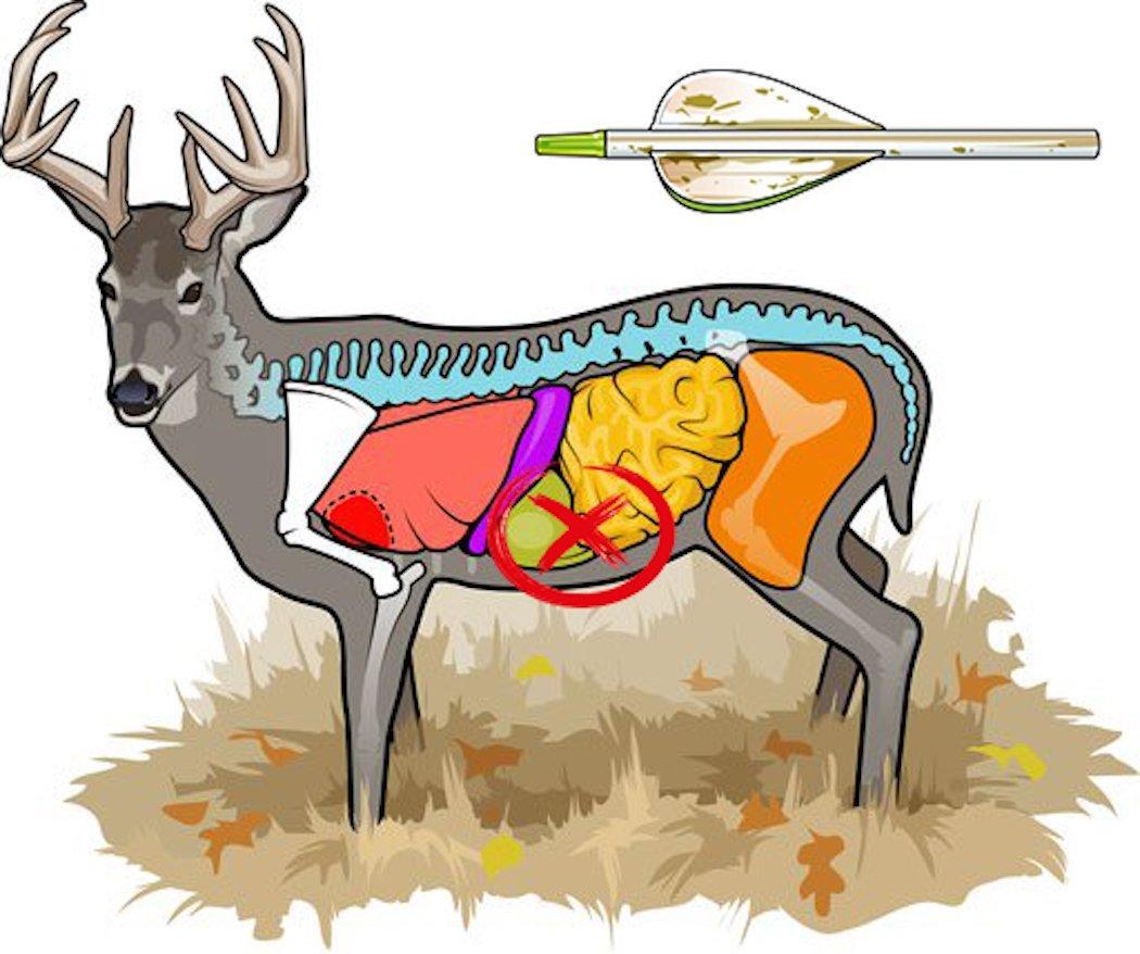 7 Bad Archery Shots Not to Take on a Deer and What to Expect If You Do