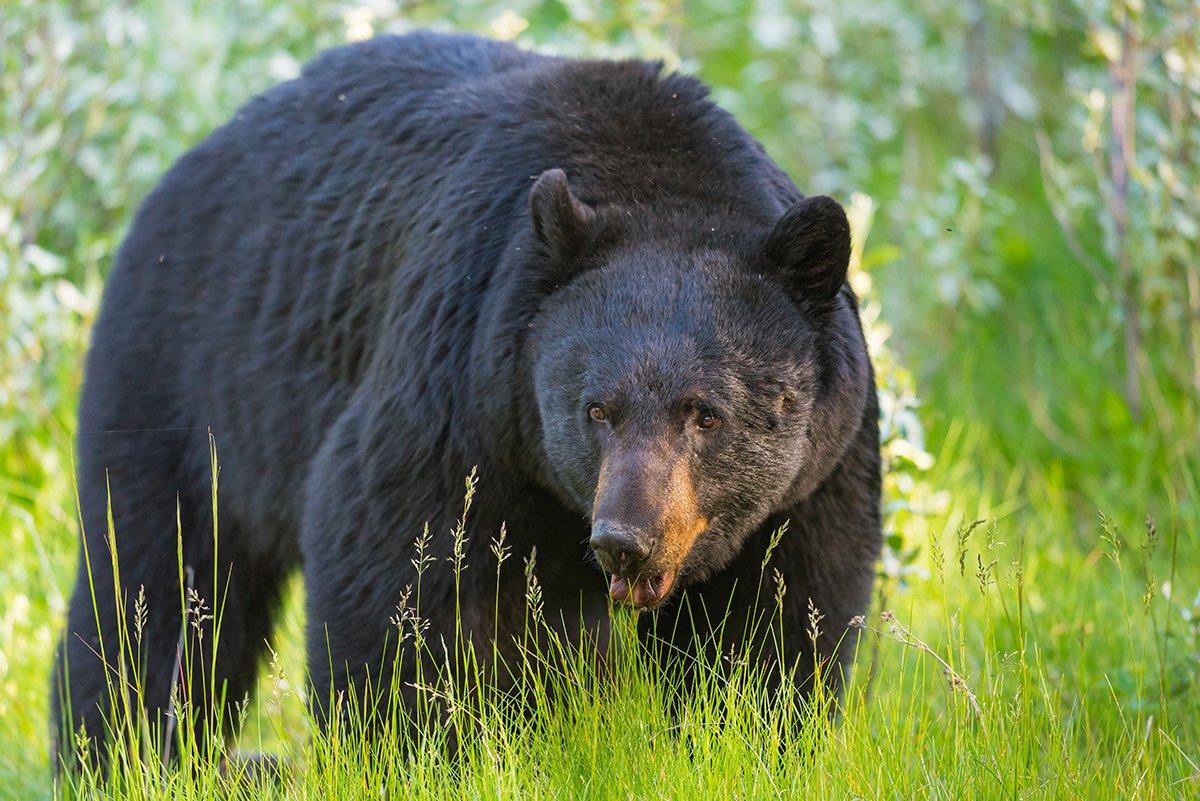 What is your go-to tactic for spring and fall black bears? (Shutterstock / BG Smith photo)