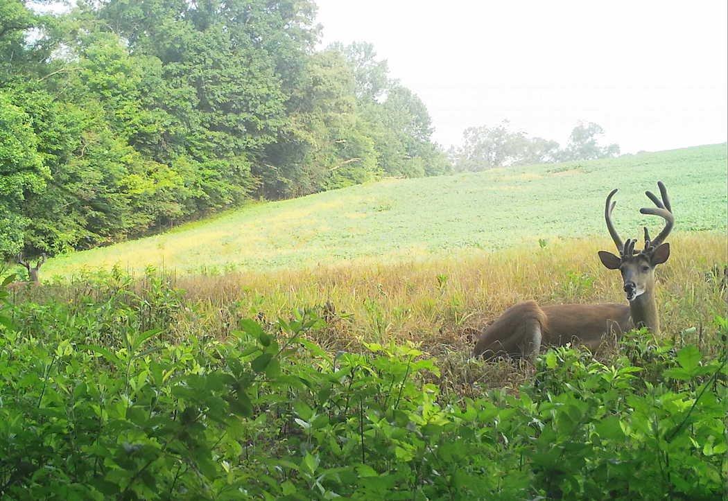 See how the two bucks are bedded down and looking in opposite directions? That's by design. (Josh Honeycutt photo)