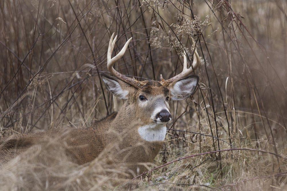 15 Places Big Bucks Bed That Deer Hunters Should Hunt