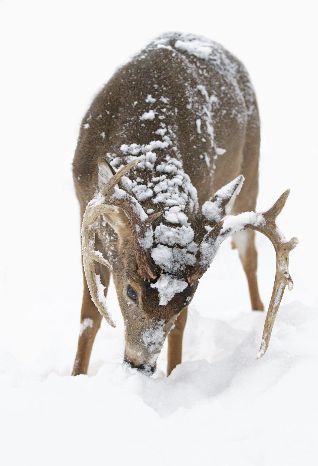 A good QDM plan can lead to a good buck-to-doe ratio and a solid buck age structure within the herd. (Shutterstock / Jim Cumming photo)