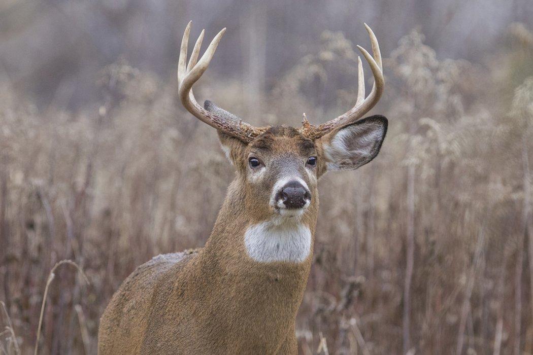 Senate Bill 2557 would reduce the CRP acreage to an all-time low. (Shutterstock/Mircea Costina photo)