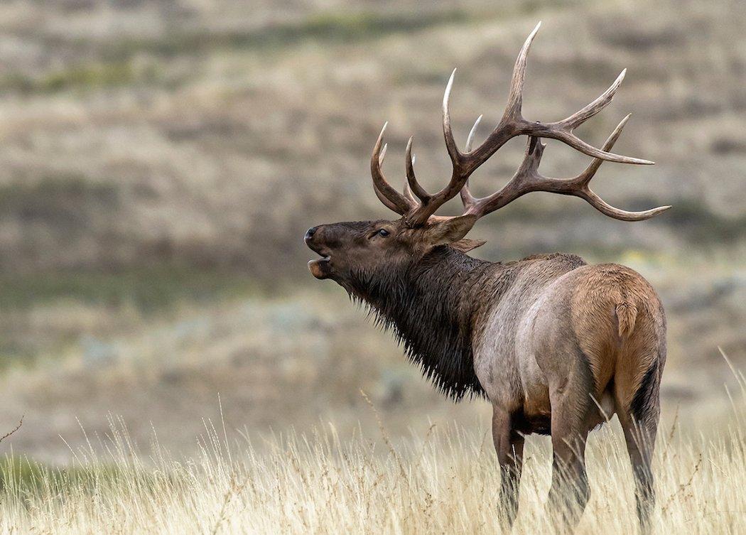 bull elk