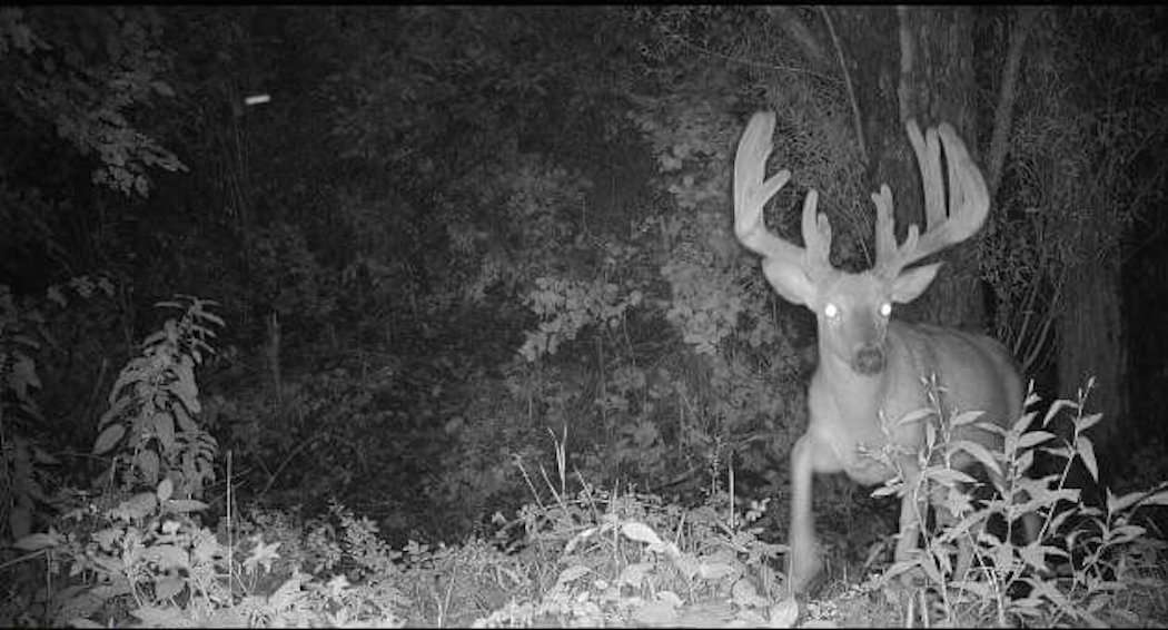 Brandt followed this buck for three years before tagging him. (Brandt photo)