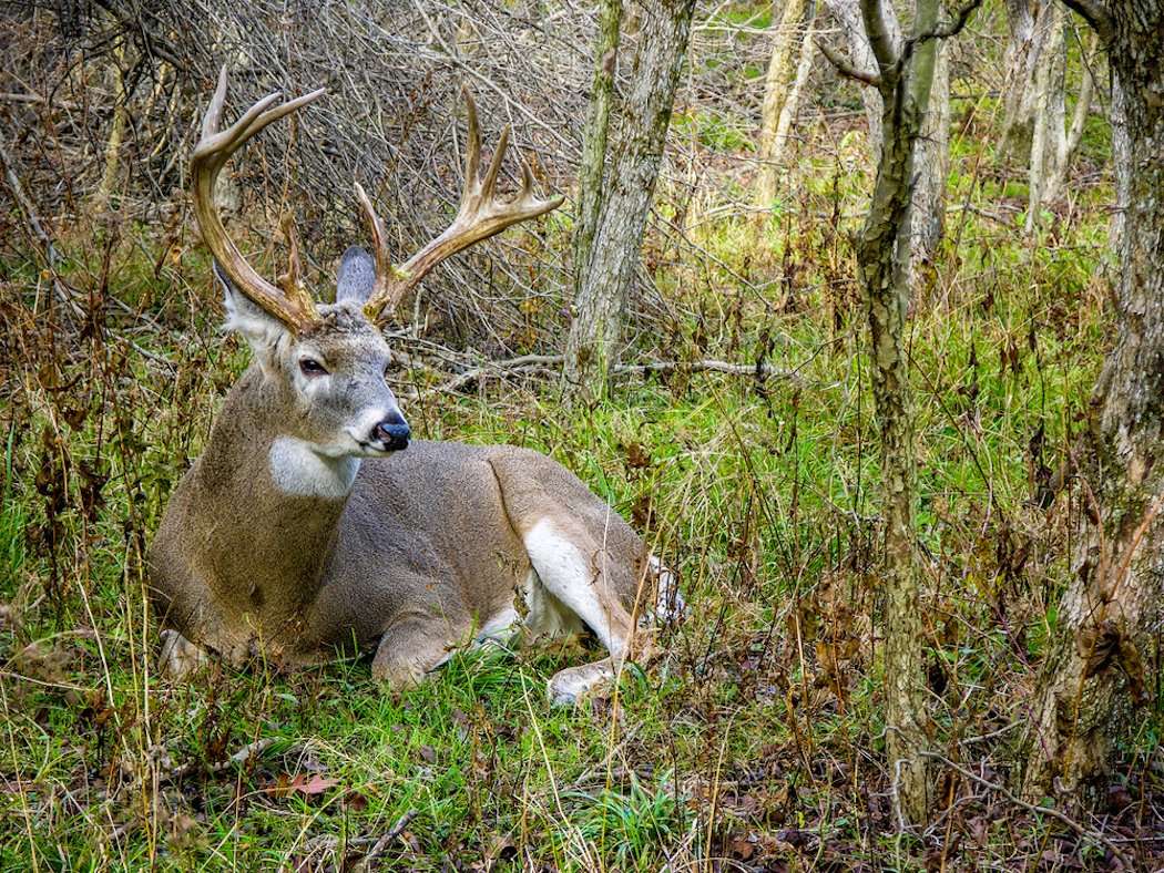 7 Things to Know About Buck Home Ranges - Realtree Camo