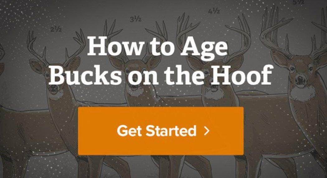 Realtree How to Age Bucks on the Hoof