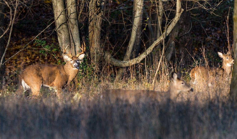 It's not an odd thing to see bucks push does into odd areas during the rut. (Shutterstock / Bryan Patton photo)