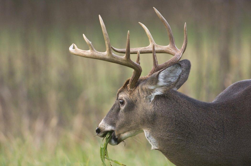 What is your preferred way to boost carbs where you hunt? (Shutterstock / Tony Campbell photo)