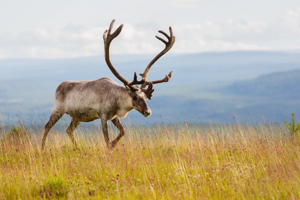 Have you ever hunted caribou? (Shutterstock / Pim Leijen photo)