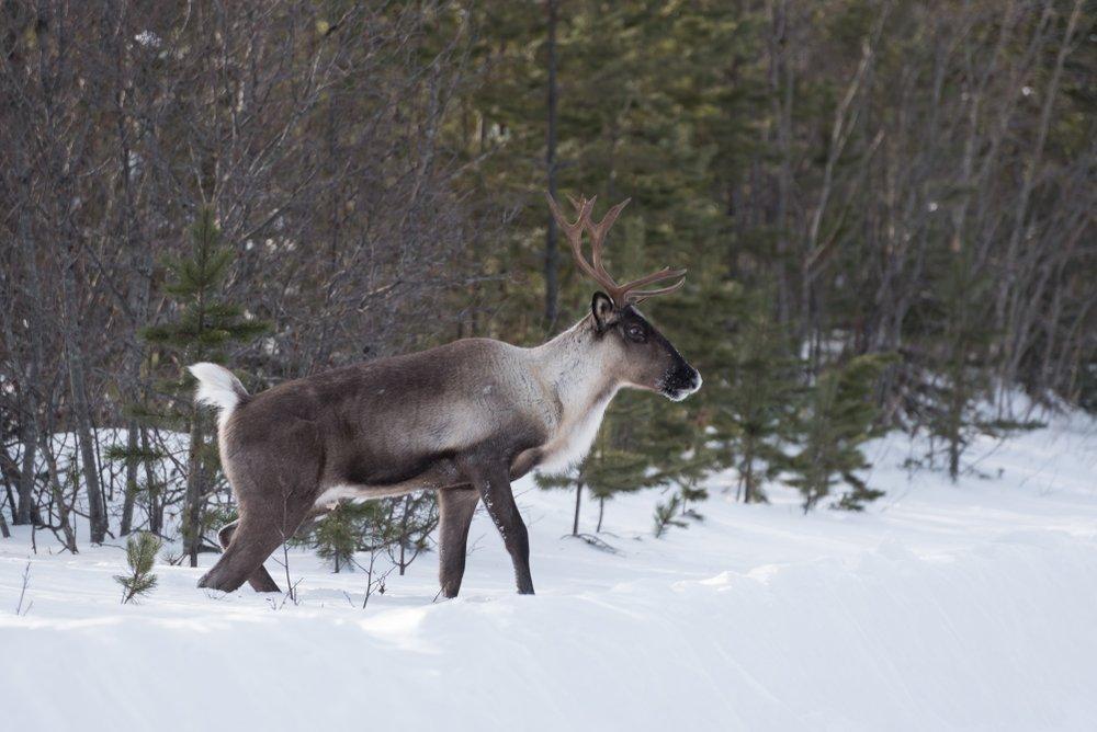 Woodland caribou are a challenge all their own. (Shutterstock / Ryan Sault photo)