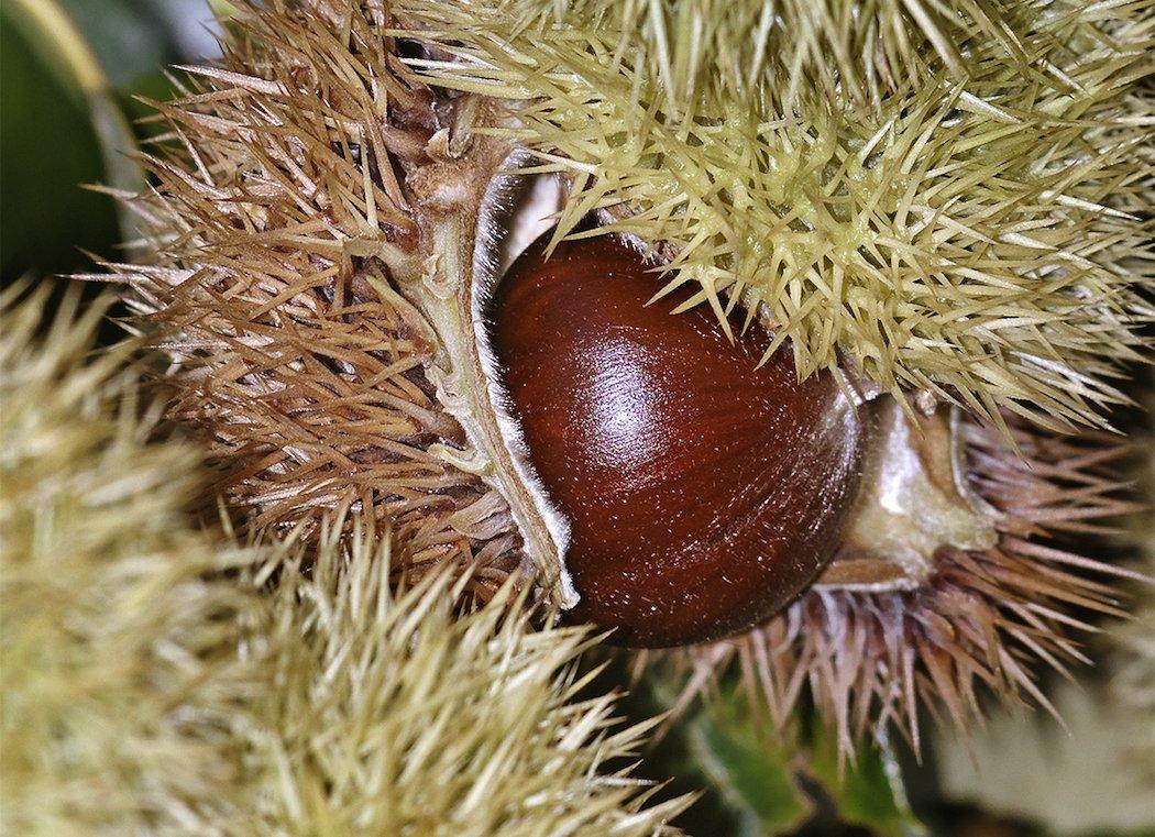 Chestnuts are significantly higher in carbs and protein than acorns, and hybrid varieties like these Dunstan chestnuts are a great option for those interested in establishing mast orchards to attract and feed wildlife. (Shutterstock/Nikolay Kurkenko photo).
