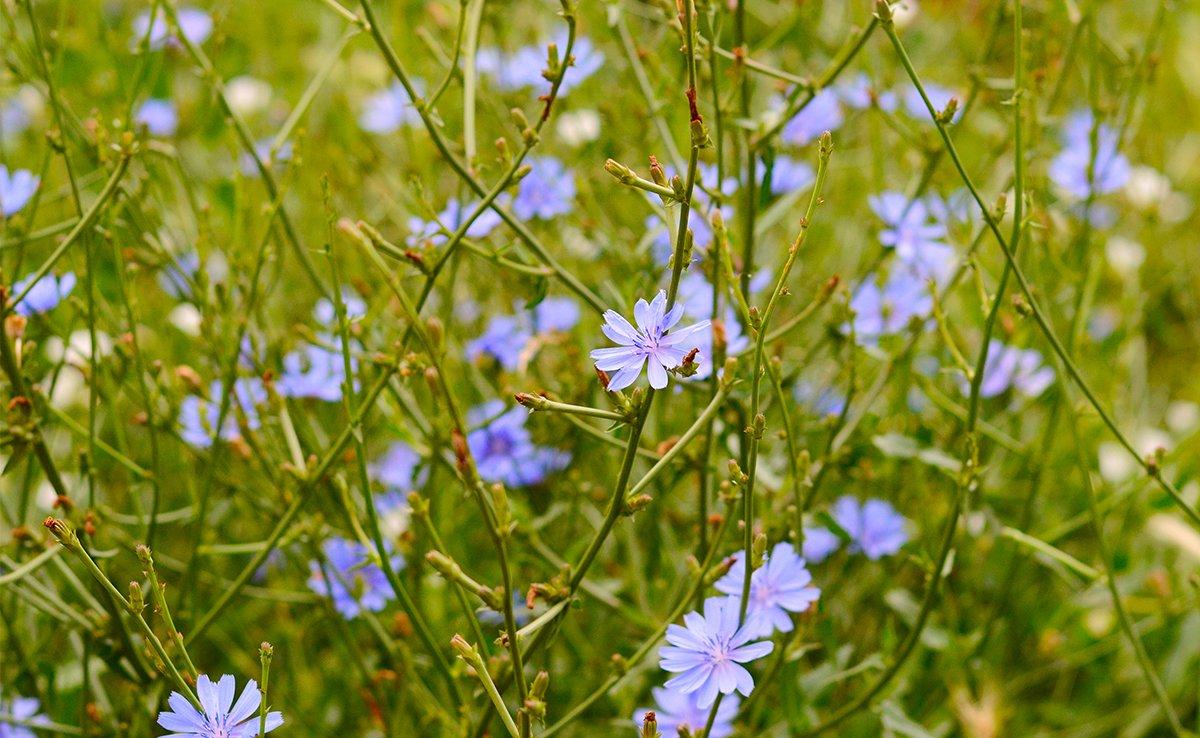 Chicory for shop deer