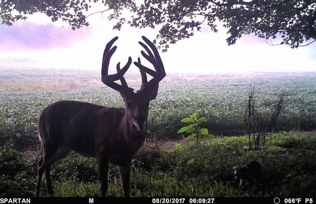 Colten's Spartan camera helped him locate, pattern and kill this incredible buck. (Colten Clemmons photo)
