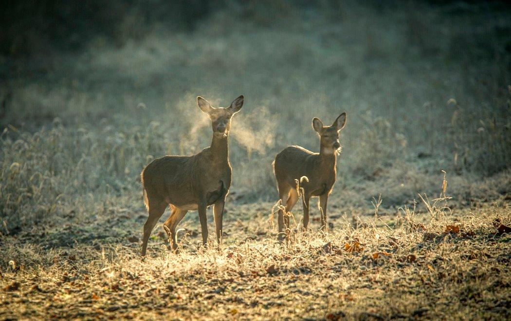 It's been a long, hard season. But there are still deer out there ripe for the filling of your un-punched tag. (Bill Konway photo)