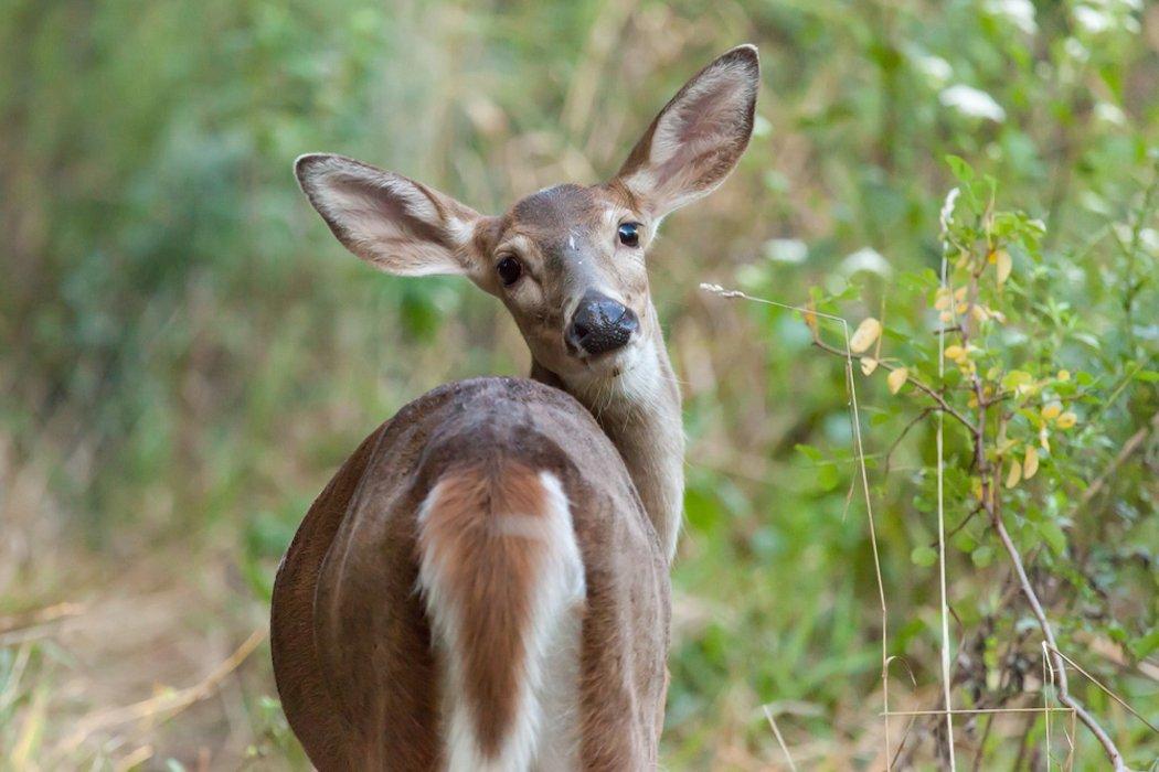 (Shutterstock / Erin Cadigan photo)