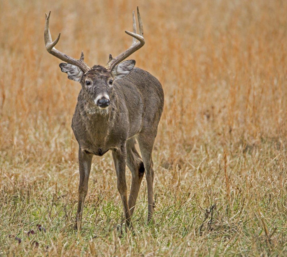 You might have heard the recent claims, or read the headlines, that said a cure for CWD has been found. But has it? (Shutterstock / Betty Shelton photo)