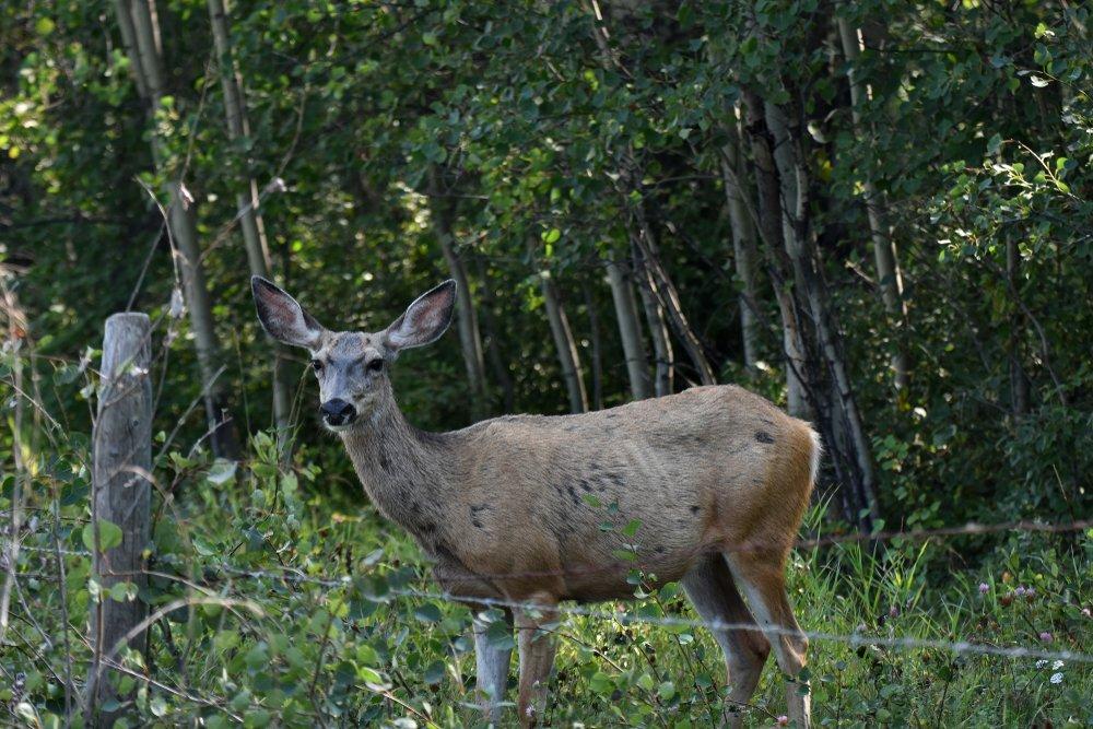CWD affects all cervids, not just white-tailed deer. (Shutterstock / Pam Walker photo)