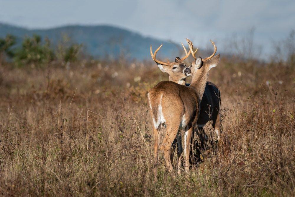 Once contracted, CWD is an always-fatal disease that thrives in the nervous system of cervids (deer, elk, reindeer and moose). It can be passed on through saliva, urine, feces, spinal and brain fluids, etc. (Shutterstock / Photos by Andy photo) 