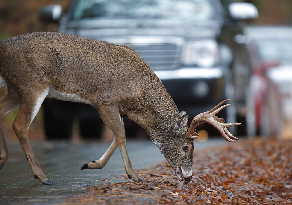 Will urbanization be the demise of whitetails? (Shutterstock / Tom Reichner photo)