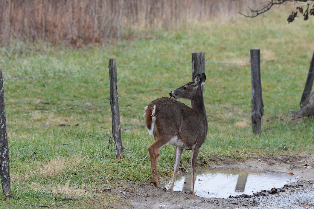 Don't place water holes out in the open. Put them in secluded areas deer will feel safe during daylight hours. (Shutterstock / Paul Winterman photo)