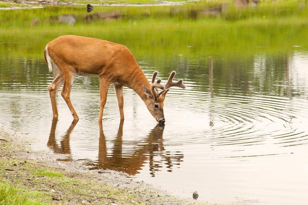 Water is often overlooked as one of the three basic needs of deer (Shutterstock / Kevin McKeever photo)