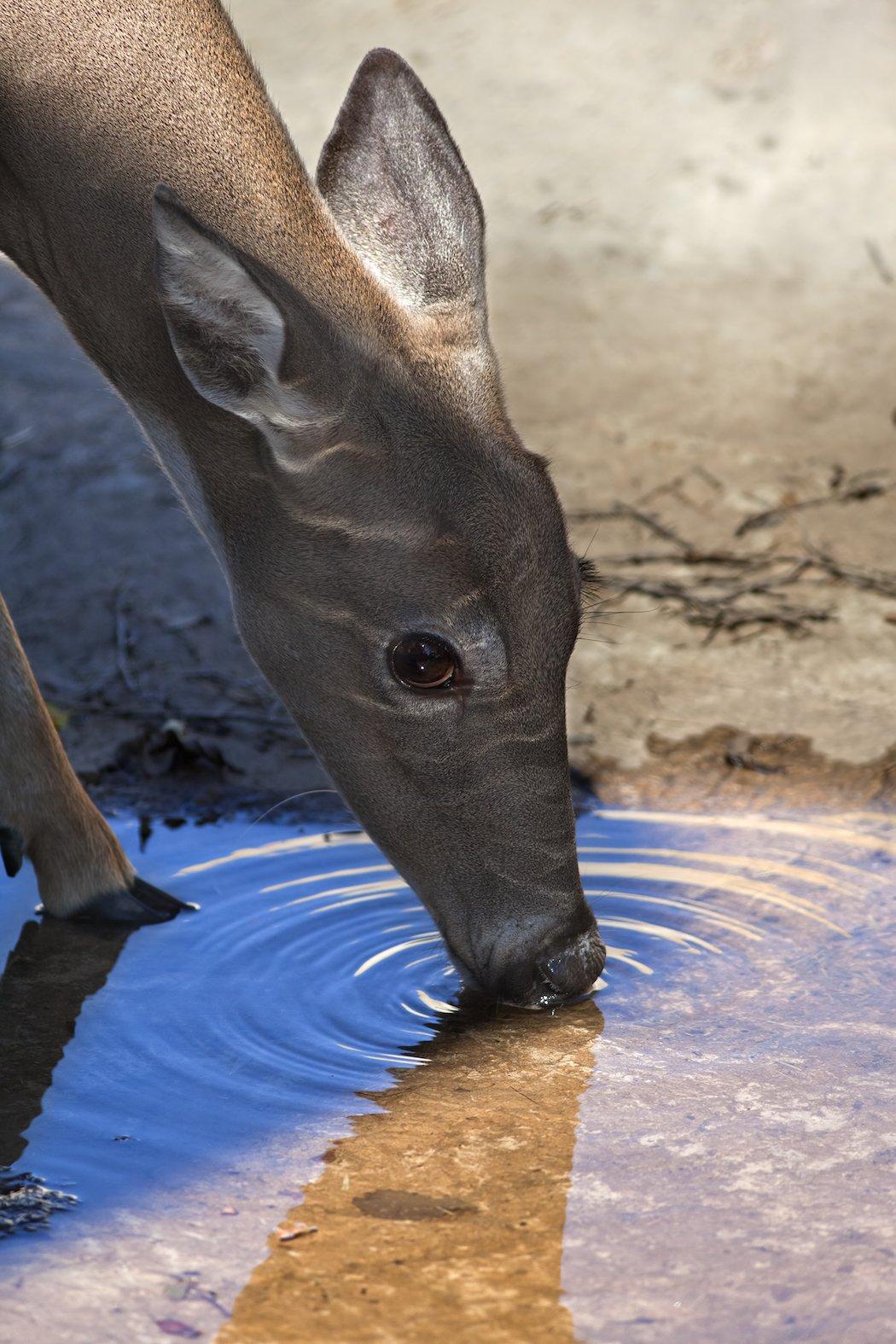 If you don't have a big budget, there are other alternatives to digging a pond. A small 100- to 150-gallon water hole will do the trick. (Shutterstock / Brandon Alms photo)