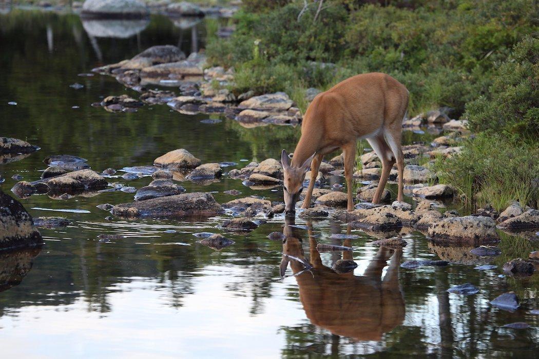 If you don't have a river, stream or pond on your property, you need to look at making water available to the local deer herd. (Shutterstock / Trent photo)