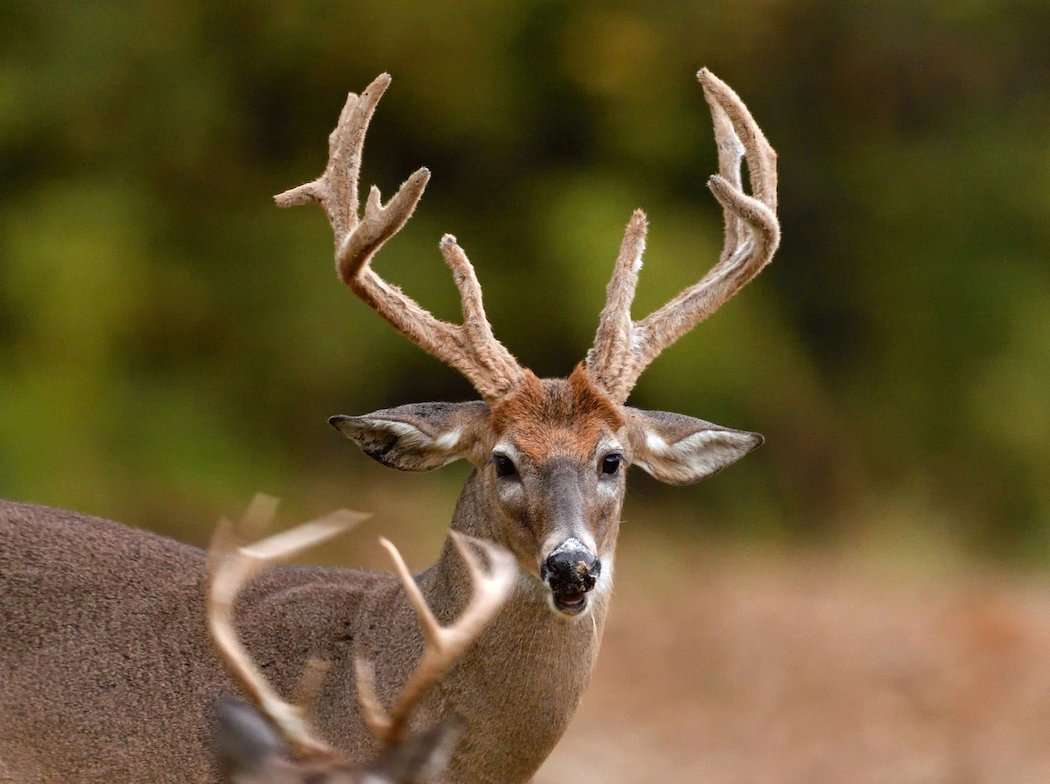 Whitetail Deer Ears whitetail-deer-ears