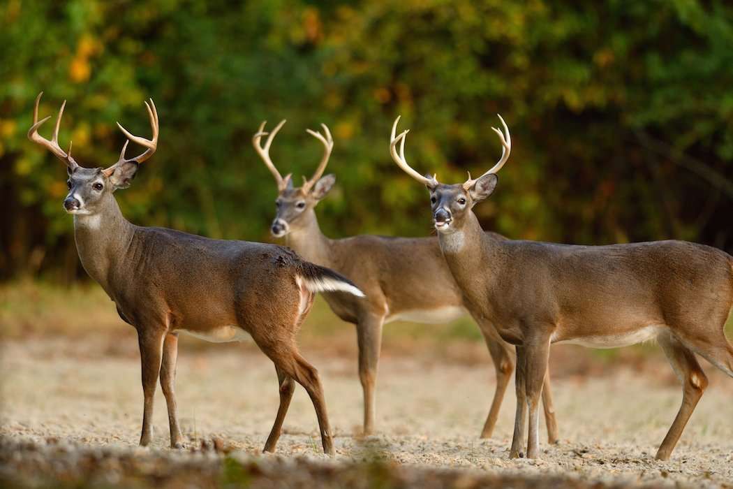 20 Things to Know About Deer Body Language and Behavior - Realtree Camo