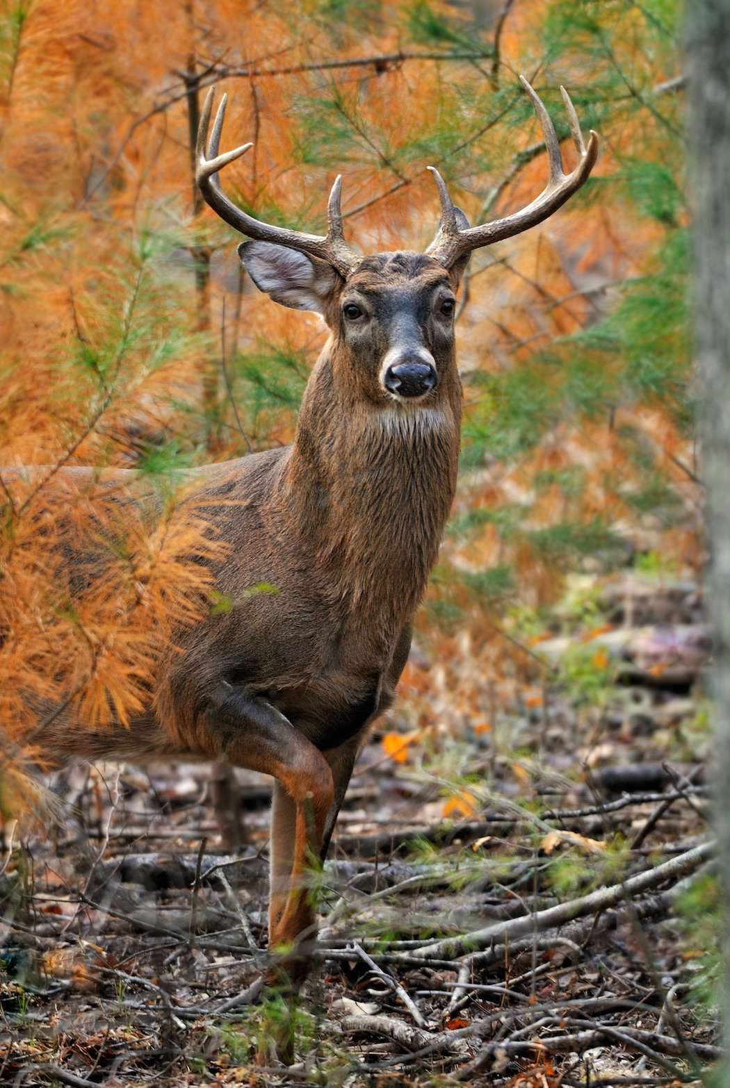 20 Things to Know About Deer Body Language and Behavior - Realtree Camo