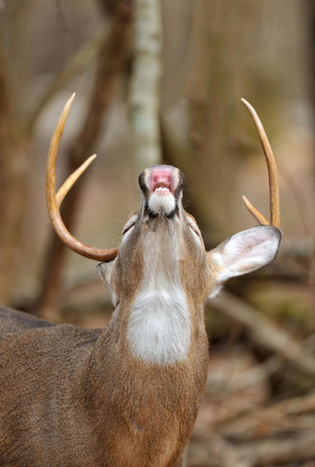 Flehman or Lip Curl