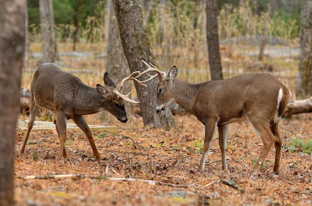 Antler Threat