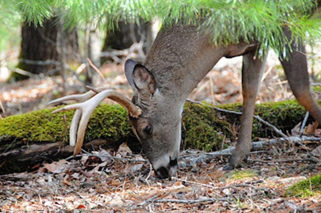 Native food sources are just as (if not more) important than ag-related sources. (John Johnson photo)