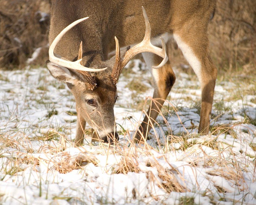 Fall and winter food plots partner well with native vegetation to help deer get through the colder months. (Shutterstock / Bruce MacQueen photo)