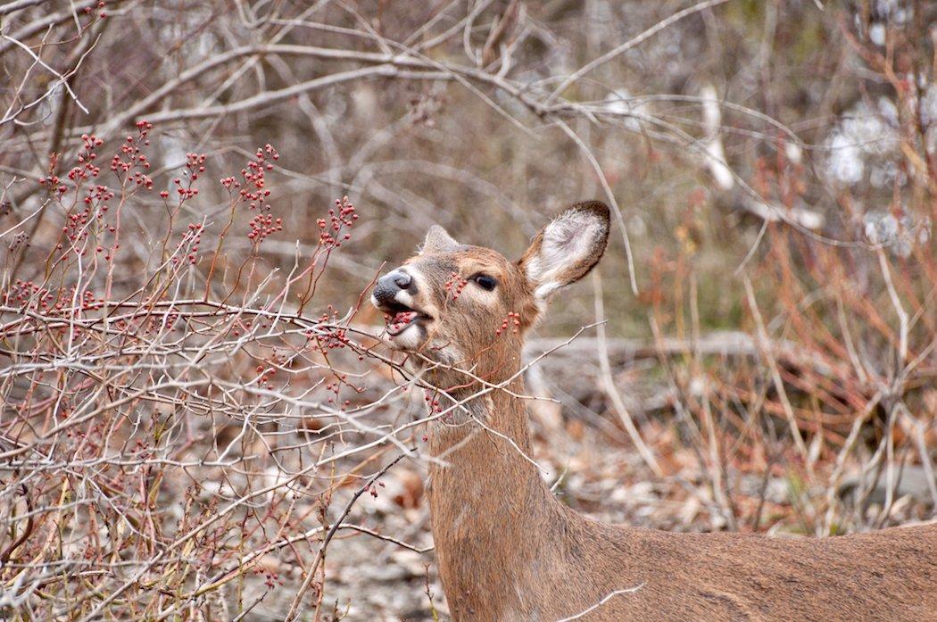 How often do you enhance the natural vegetation where you hunt? (Shutterstock / T.M. McCarthy photo)