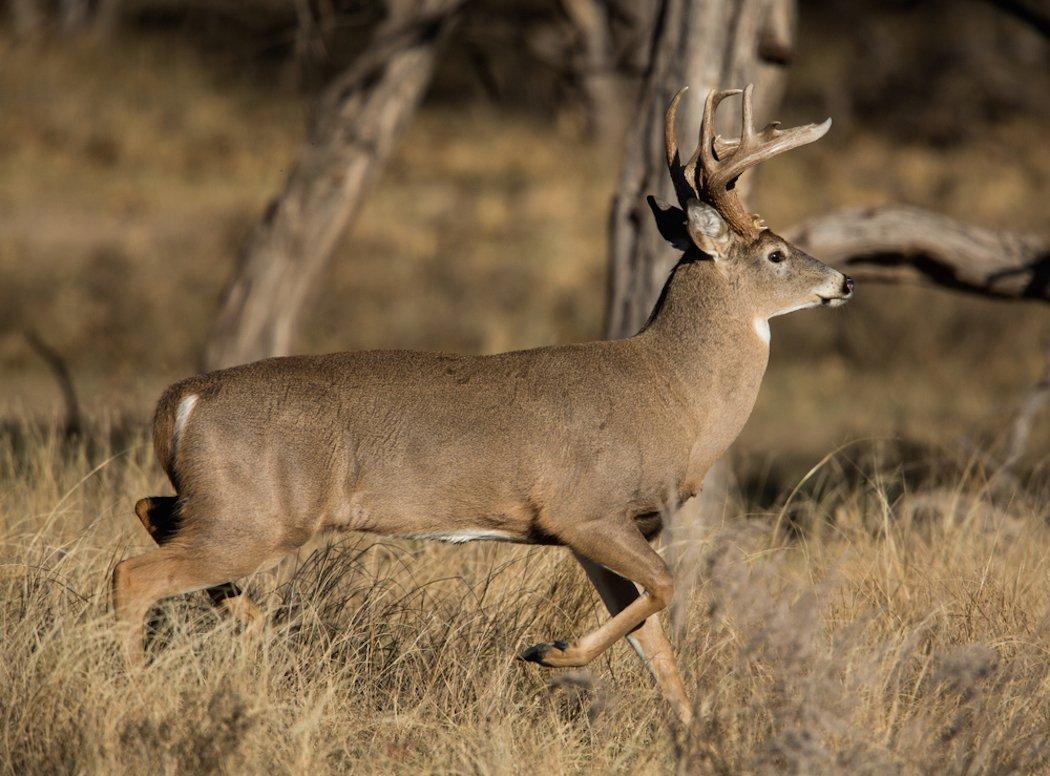 Hog the Best Hunting Spots