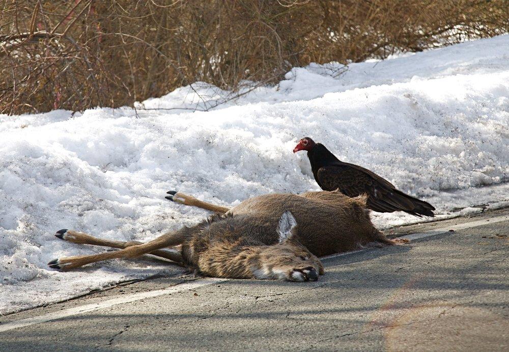 Recent research data shows automobiles account for a quarter of the total deer harvest in some states. (Shutterstock / Tom Reichner photo) 