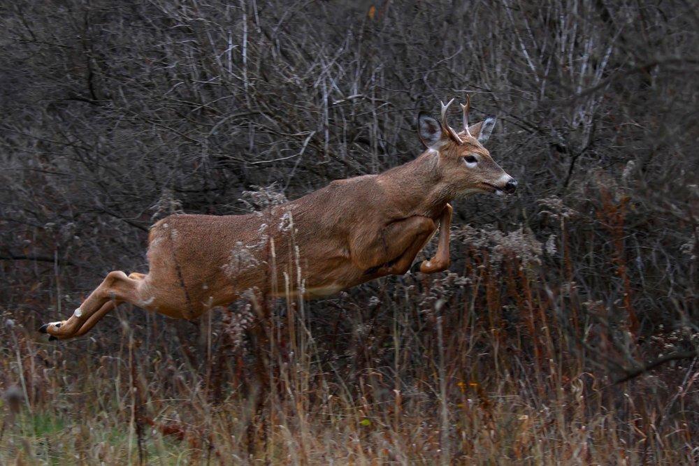 According to the QDMA, in 1989, yearling bucks accounted for 62 percent of the total buck harvest. (Shutterstock / Jim Cumming photo)