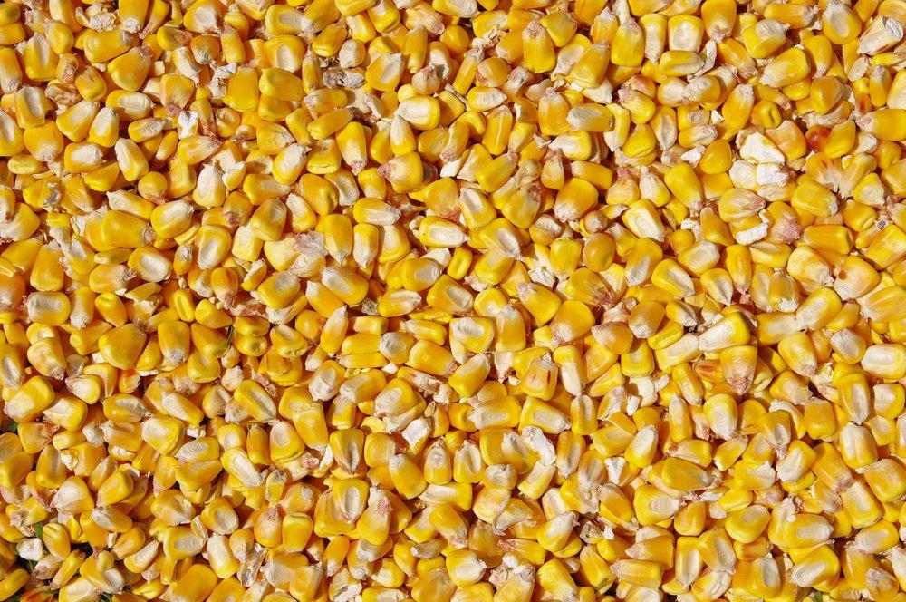 Shelled Corn