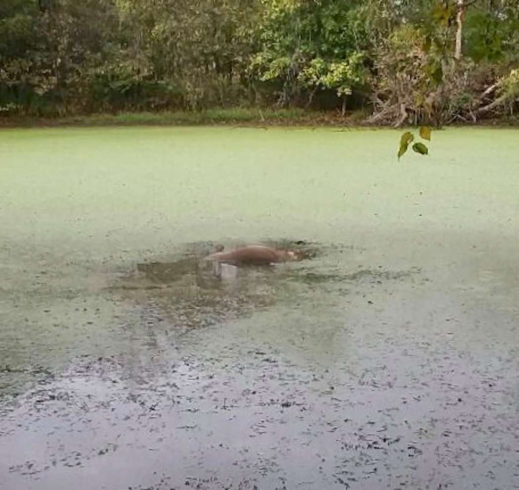 After giving the buck time to expire, rain washed away the blood trail. Wolford and a few others combed the area, and his friend spotted the downed buck in the middle of a pond. (Photo courtesy of Creston Wolford)