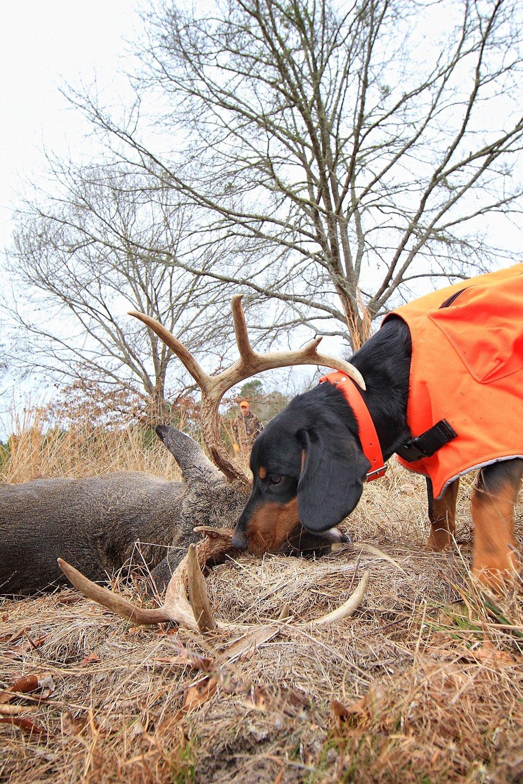 Bloodhound 2024 deer tracking