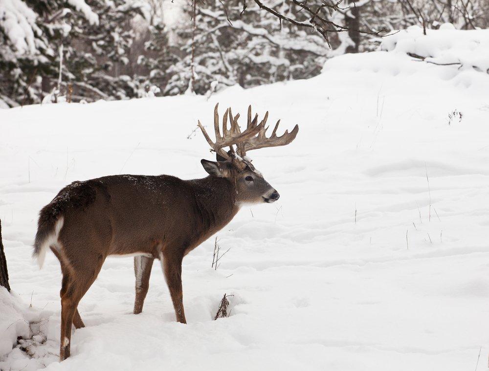 Buffalo County is historically heralded as one of the best whitetail destinations in the country. (Shutterstock / Critterbiz photo)