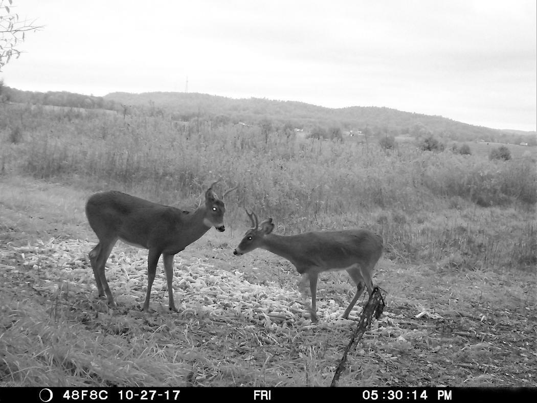 Two yearling bucks. Two completely different body sizes, antler sizes, antler shapes, preferences and habits. (Josh Honeycutt photo)