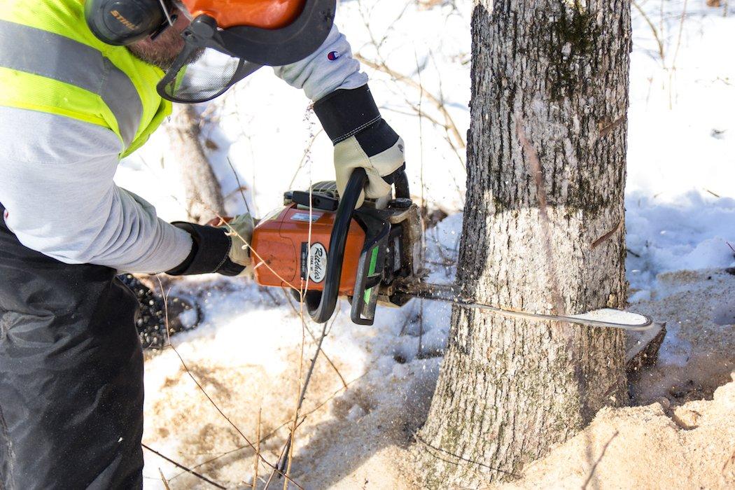 Hinge-Cutting and Timber Stand Improvement (TSI)