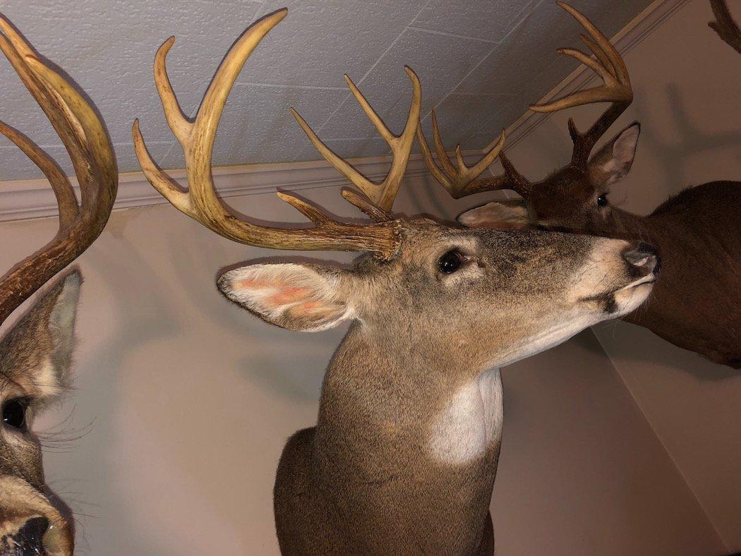 You Put Deer Mounts All Over the House