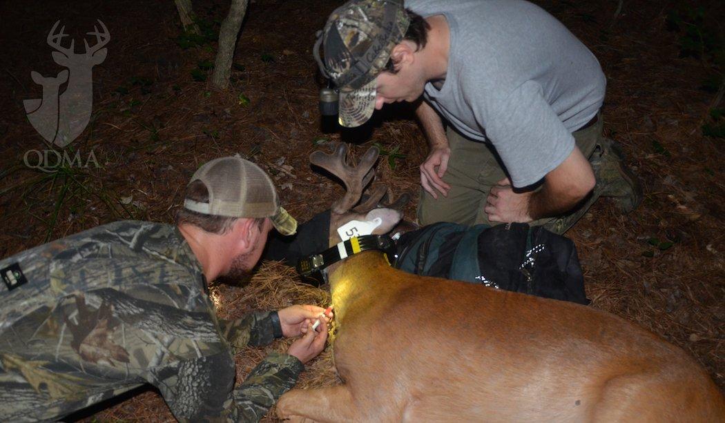 Research is key to the long-term success of deer hunting. (Quality Deer Management Association photo)